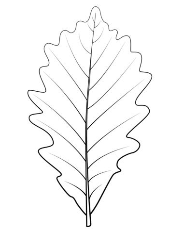 Swamp White Oak Leaf Coloring Page